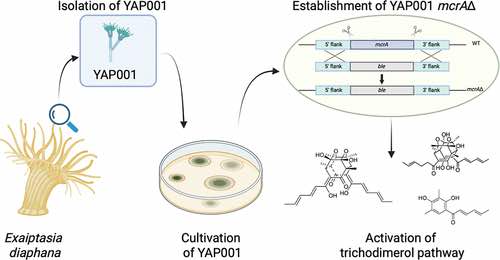 Activation of the Trichodimerol Pathway through Deletion of i mcrA i in Marine i Penicillium rubens i YAP001