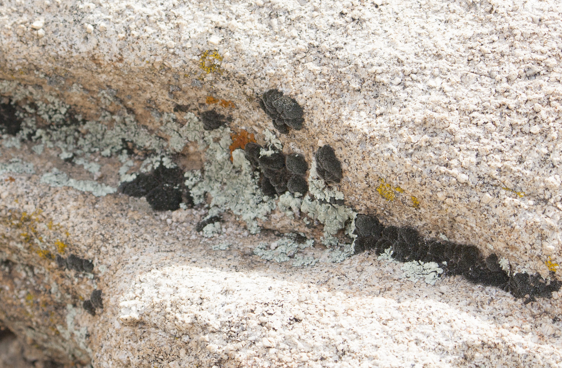 Lichens and mosses on granite rocks in Granite Mountain Desert Research Center