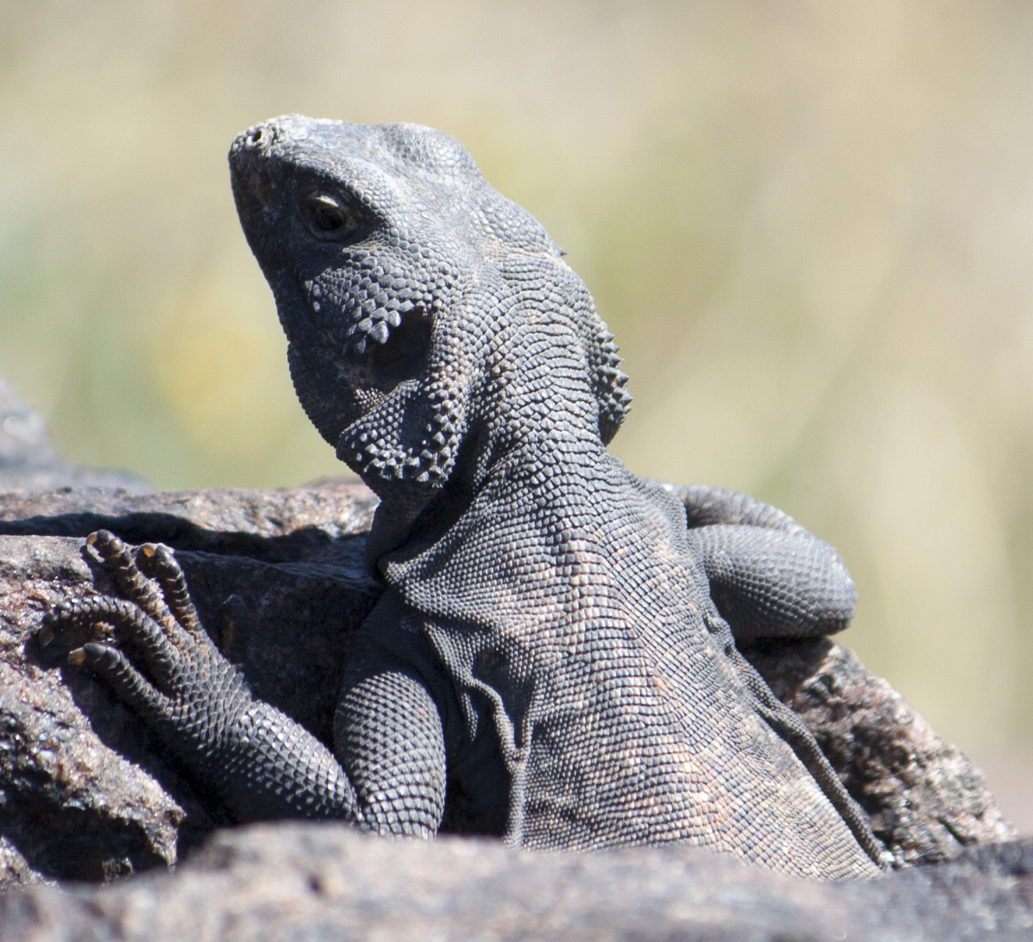 Lizards in Mojave National Preserve