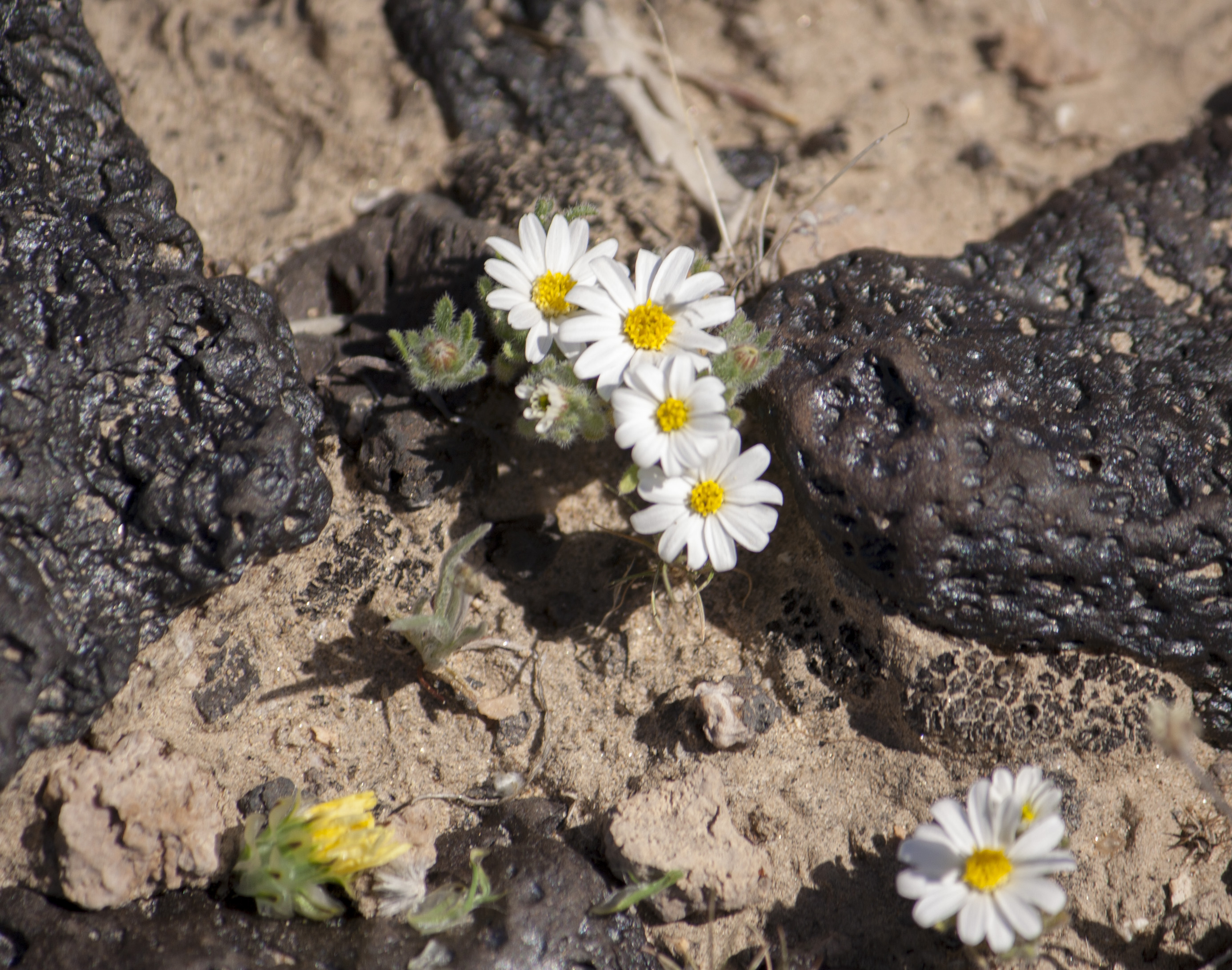 Blooms among Lava in Mojave National Preserve